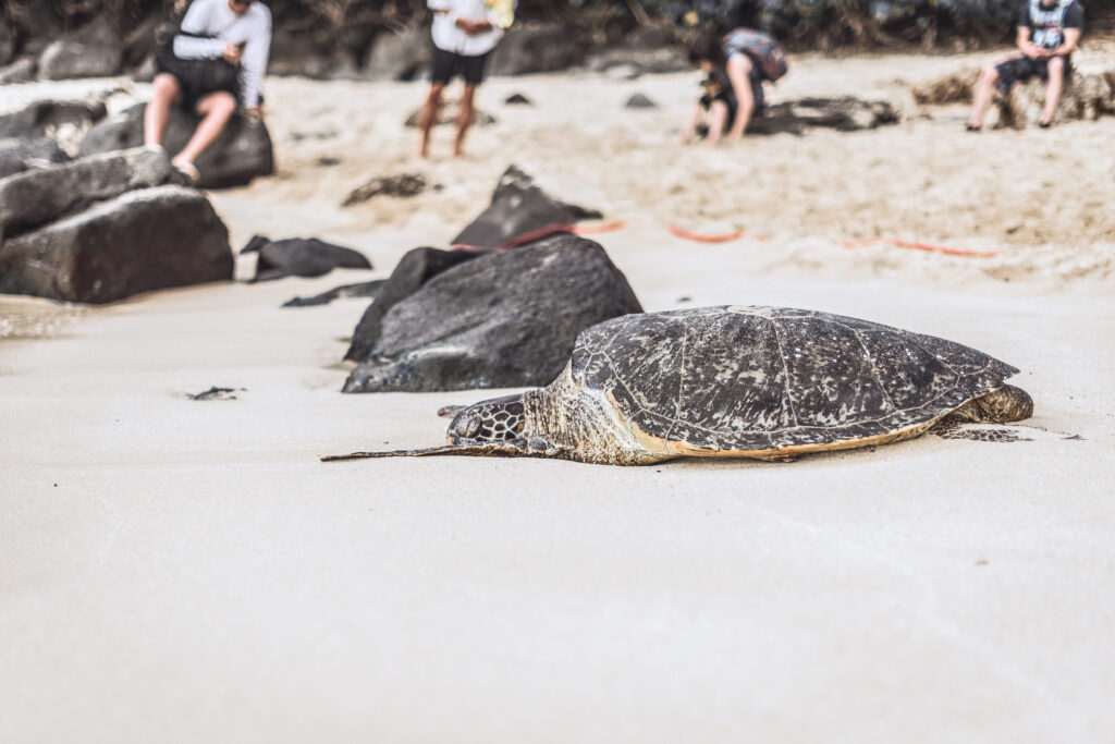 Velas Turtle Festival